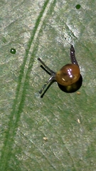 Ovachlamys fulgens