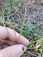 Chloris verticillata