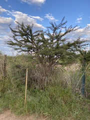 Vachellia schaffneri