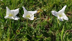 Oenothera centaurifolia