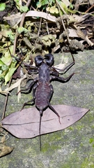 Typopeltis crucifer