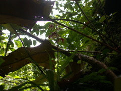Calanthe arcuata