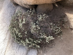 Eriogonum heermannii