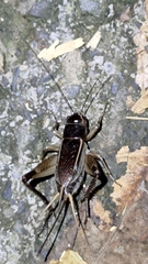 Teleogryllus
