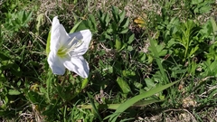 Oenothera centaurifolia