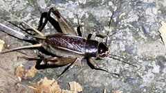 Teleogryllus