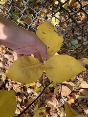 Ptelea trifoliata