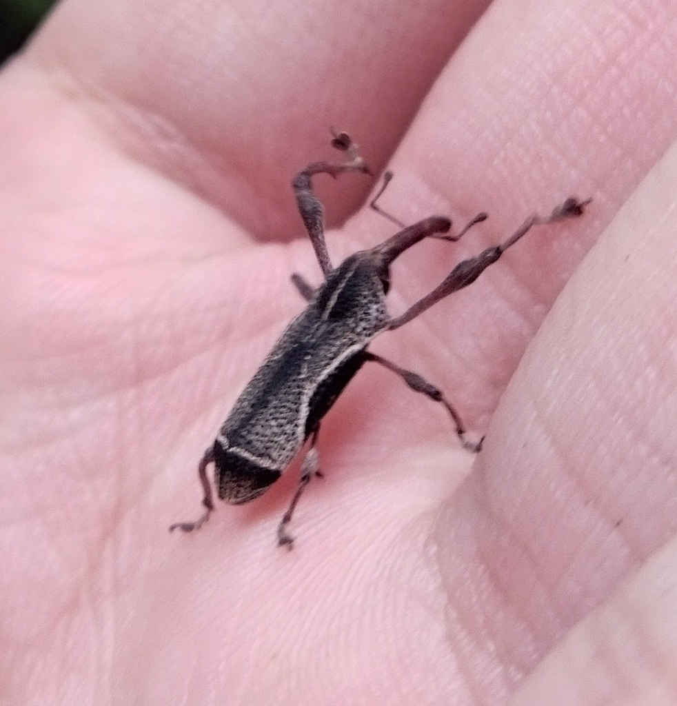 Sternuchopsis chiliarchus