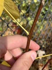 Ptelea trifoliata