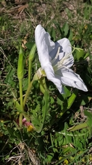 Oenothera centaurifolia