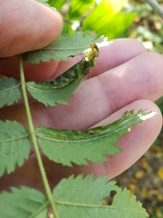 Phyllonorycter sorbi