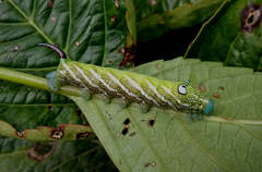 Rhagastis albomarginata