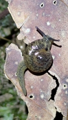 Petalochlamys