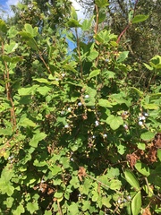 Ribes sanguineum