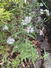 Symphyotrichum lanceolatum