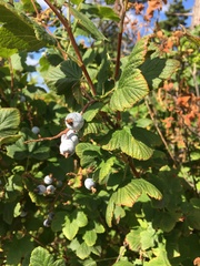 Ribes sanguineum