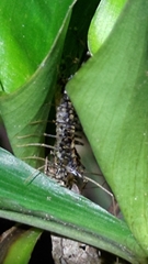 Thereuonema tuberculata