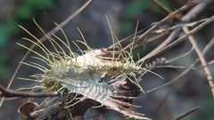 Akanthomyces tuberculatus