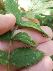 Phyllonorycter sorbi