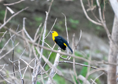Gymnomystax mexicanus