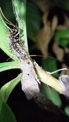 Thereuonema tuberculata