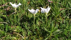 Oenothera centaurifolia