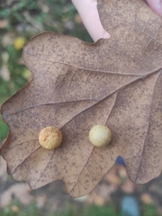Cynips quercusfolii