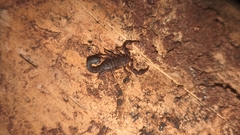 Vaejovis carolinianus