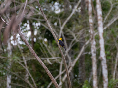 Gymnomystax mexicanus