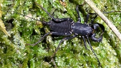 Typopeltis crucifer