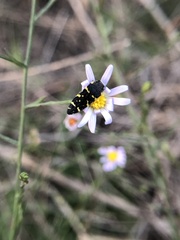 Acmaeodera macra