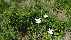 Oenothera centaurifolia