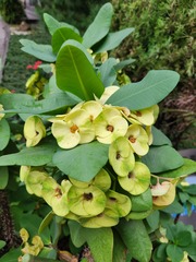 Euphorbia milii