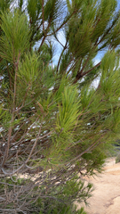 Pinus halepensis
