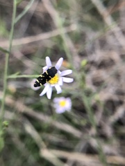 Acmaeodera macra