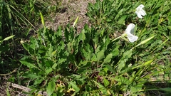 Oenothera centaurifolia
