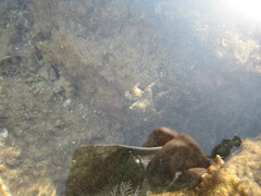 Pachygrapsus marmoratus