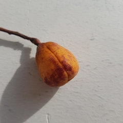 Trigonachras