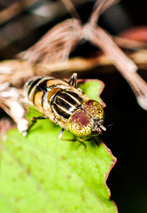 Eristalinus