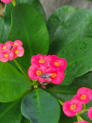 Euphorbia milii