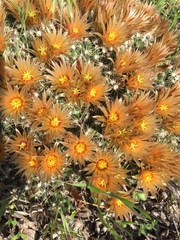 Escobaria missouriensis