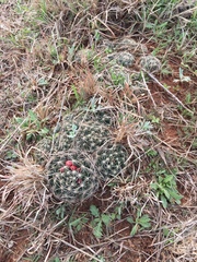 Escobaria missouriensis