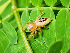 Thyene imperialis