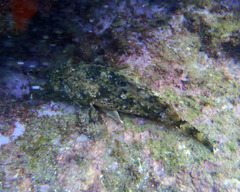 Scorpaena porcus