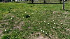 Oenothera centaurifolia