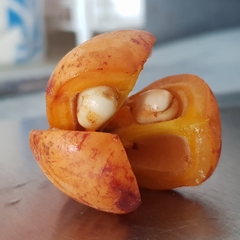 Trigonachras