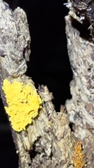 Hemitrichia calyculata