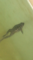 Discoglossus galganoi
