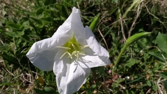 Oenothera centaurifolia