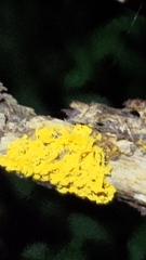 Hemitrichia calyculata